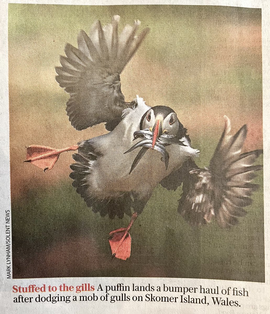 jamesjpdrake's tweet photo. SPOTTED: A puffin with a beak full of fish on Skomer Island in #Wales. They are often referred to as ‘Clowns of the sea’. It certainly had the last laugh after dodging a mob of gulls also on the hunt for dinner. https://t.co/m5W1JK3R7V