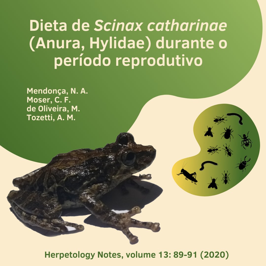 Como é a dieta da perereca Scinax catharinae durante o período reprodutivo?
Na mini thread de hoje, quero falar um pouco sobre nossa pequena contribuição para a história natural dessa espécie 🐸
Artigo disponível: biotaxa.org/hn/article/vie…