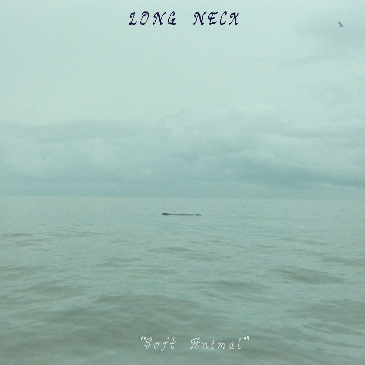 Long Neck 🦕 tweet media