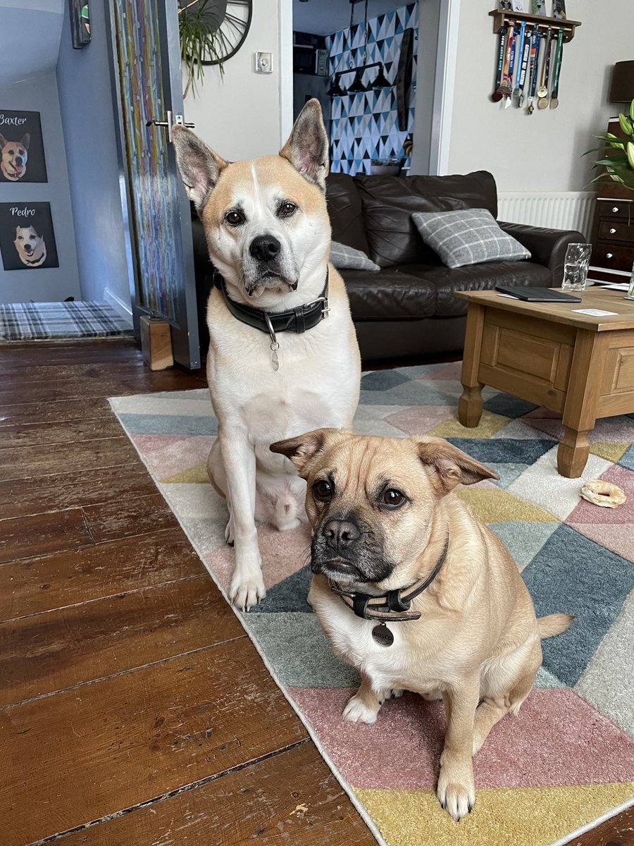 #ExBARK Dogs Baxter and Rosco have persuaded their Dad, Lee, to run the Lock Ness Marathon later this year.  They would ask you to pop over to their fundraising page and if you can give generously, or give their fundraising page a share.

totalgiving.co.uk/mypage/leerobs…
