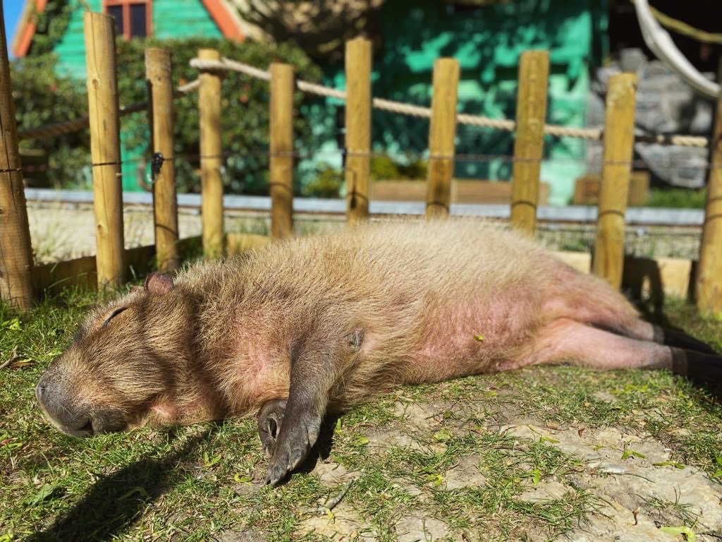 CWOA's tweet photo. 🌞💤 https://t.co/pEgGn1p2Rz