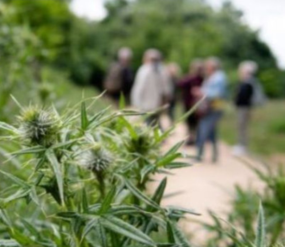 Mark the Summer solstice 🌞 tonight with our 2nd Woodland walk. 
Meet 7pm at Cobourg Rd entrance to nature area. We will then stroll thru nature area, over to Glengall Rd &amp; Surrey Canal Walk woodlands <a href="/BurgessWoodland/">Burgess Park Woodland</a>