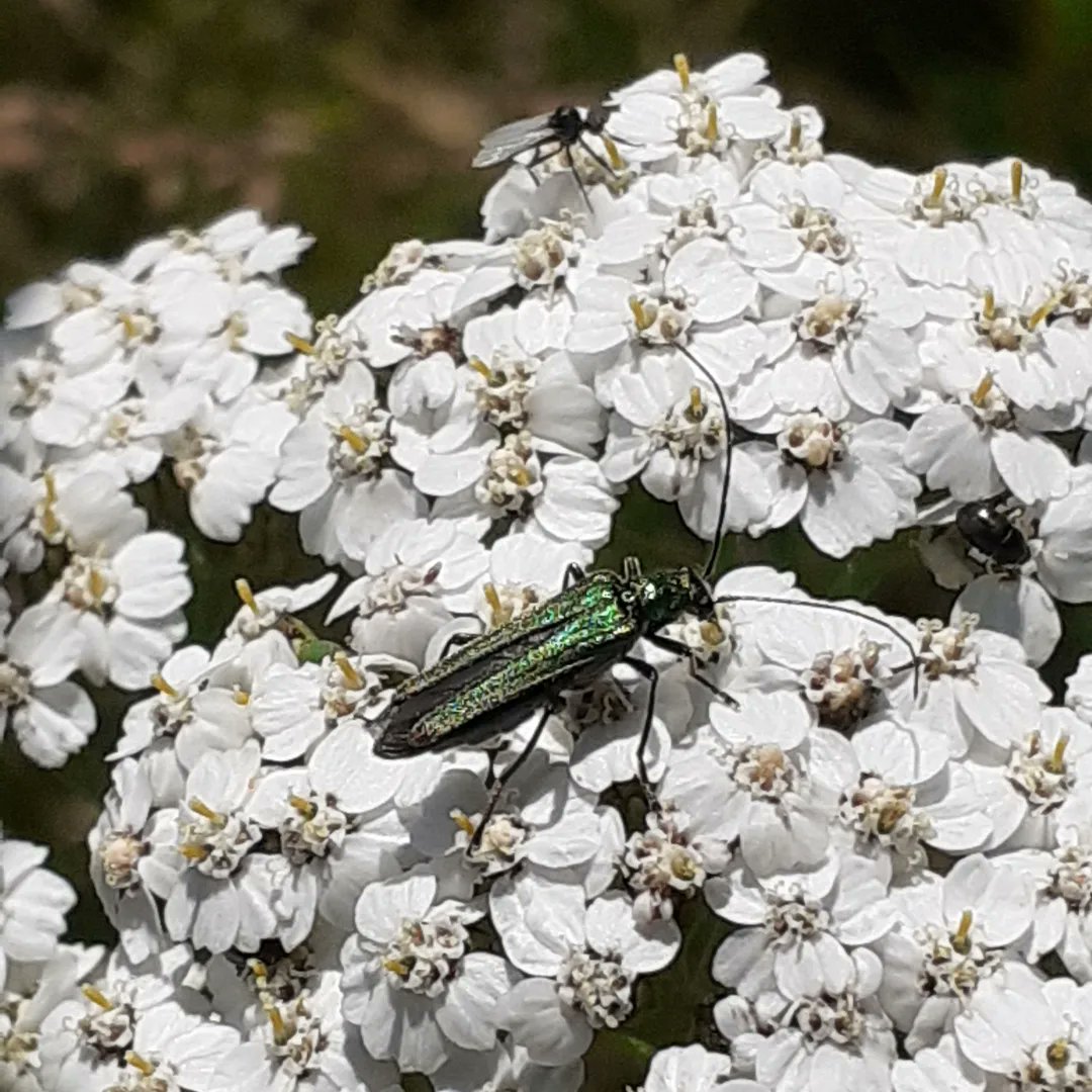 Day 21 #30DaysWild Beetles are, without any doubt, the most important organisms on the planet. A suburban garden could hold up to 2-300 different species if you want to go and explore, here are thick-thighed, harlequin, soldier and a nice green one! @Bertseyeview1 @NorfolkWT