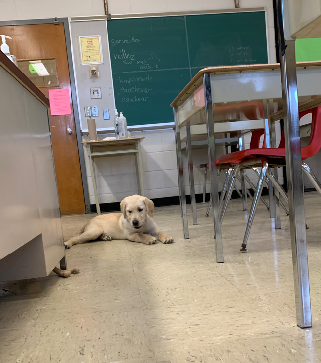 Dart will be trained when she is about 1yr old to be a seeing eye dog, a dog for the hearing impaired, support dog for a person with seizures or diabetes, service dog for someone with autism, service dog for someone with mobility needs or a facility dog.  #VPCIGoodNews #Community