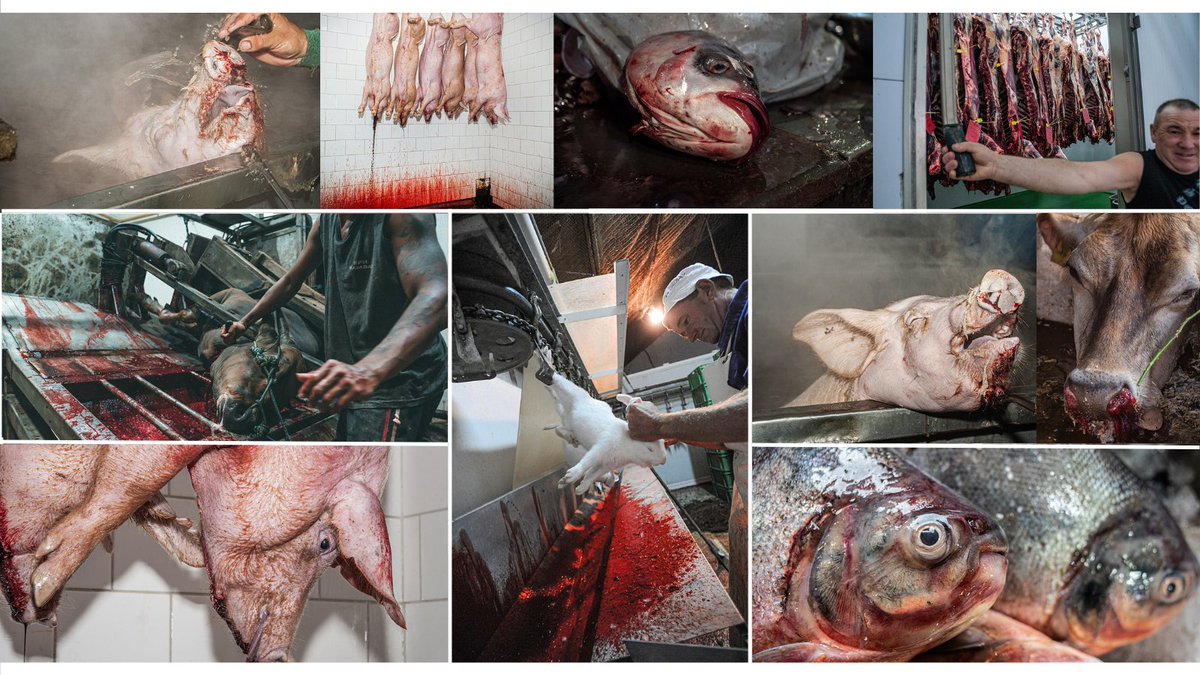 MonsieurIrma's tweet photo. 3 millions d'animaux sont tués chaque jour en France mais le problème n'est pas tant le nombre que l'acte de mise à mort en lui-même,

Derrière chacun de ces meurtres il y a un individu qui voulait simplement continuer son existence, à qui l'on refuse le droit de vivre. https://t.co/24etDmb0MB