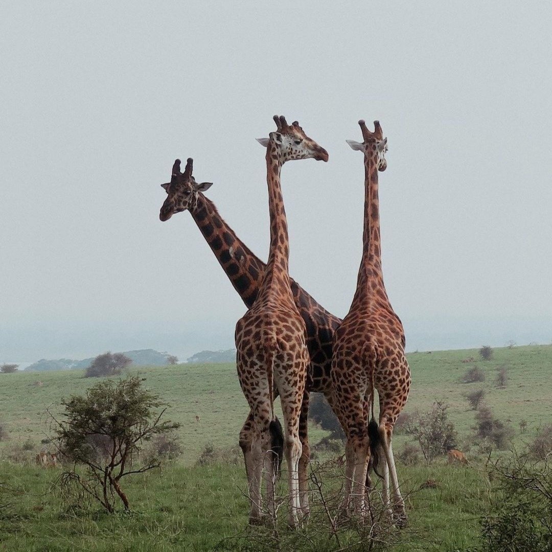Wildfriends Africa on Twitter: Wildfriends Africa on Twitter: