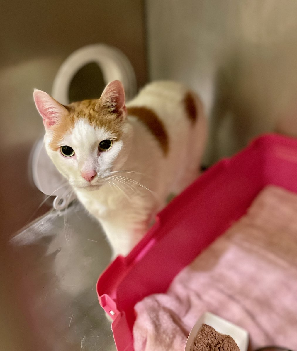 RappCats tweet media