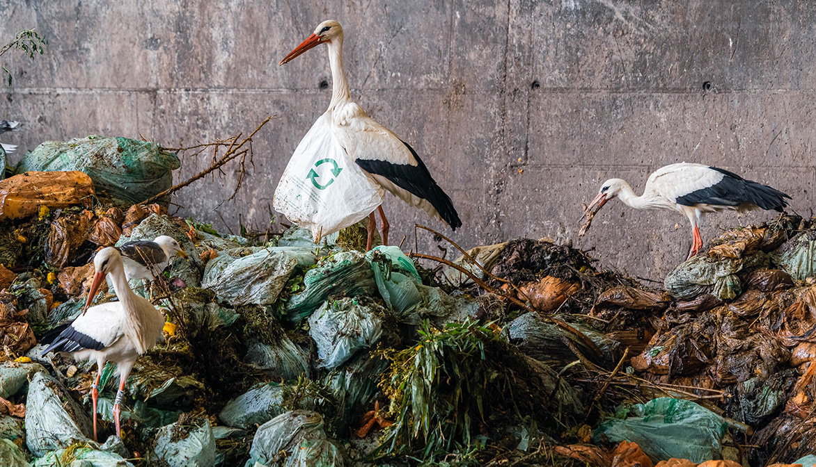 30millionsdamis's tweet photo. La #PollutionPlastique n’est pas un cliché : elle tue chaque année des milliers d’animaux. Un fléau accentué par la crise de la #Covid19. Aux Etats d’adopter des mesures à la hauteur des enjeux ! #RéAgissons #ChangeonsDeModèle #JeudiPhoto 👉 https://t.co/4Gyubn5cnf https://t.co/DV9qAosIJh