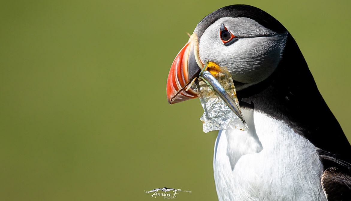 La #PollutionPlastique n’est pas un cliché : elle tue chaque année des milliers d’animaux. Un fléau accentué par la crise de la #Covid19. Aux Etats d’adopter des mesures à la hauteur des enjeux ! #RéAgissons #ChangeonsDeModèle #JeudiPhoto 👉 30millionsdamis.fr/actualites/art…