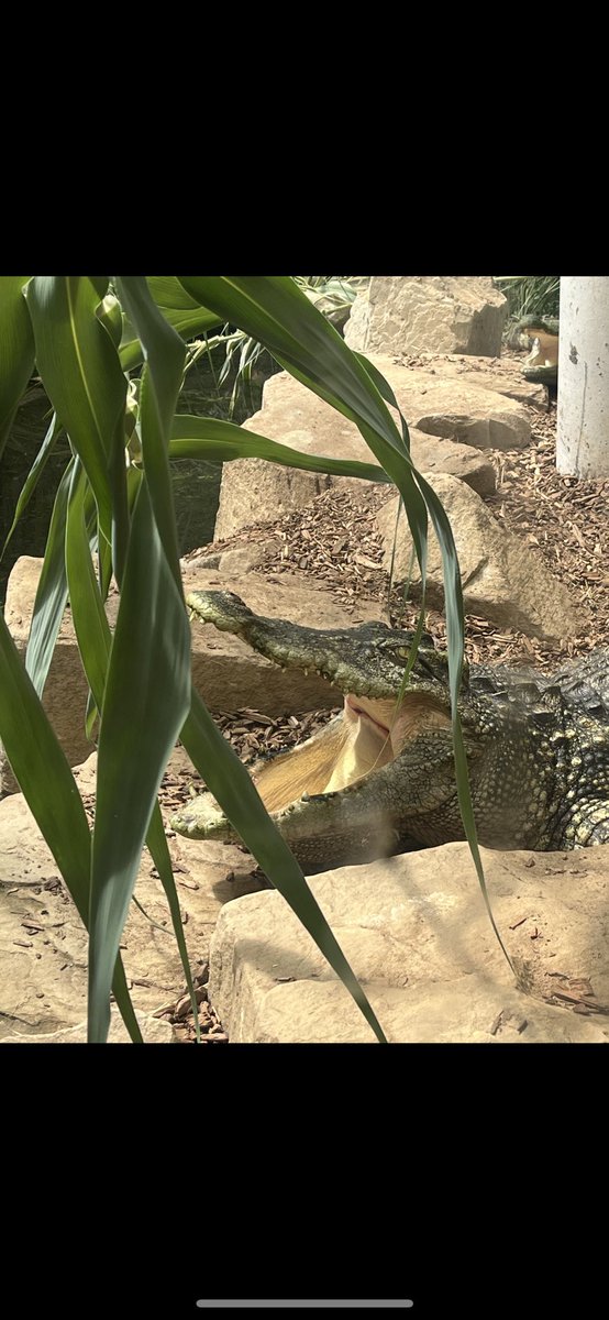 What an amazing day Red &amp; Orange Class have had at <a href="/WoodsideWP/">Woodside Wildlife</a> … Wonderful keepers showing us around and teaching us about lots of different animals. For a second we didn’t think this crocodile was real!… <a href="/BottesfordIS/">Bottesford Infants</a>