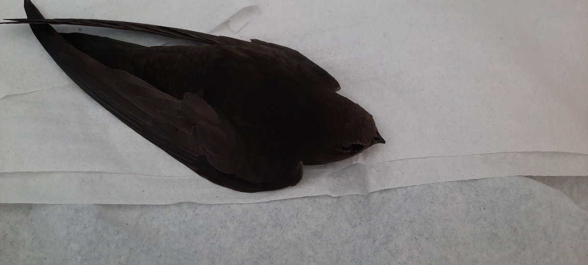 Grzegosh21's tweet image. #Jerzyk ciężko oddycha. Leżał w słońcu. Pije wodę więc może coś z tego będzie. Piękny ptak.