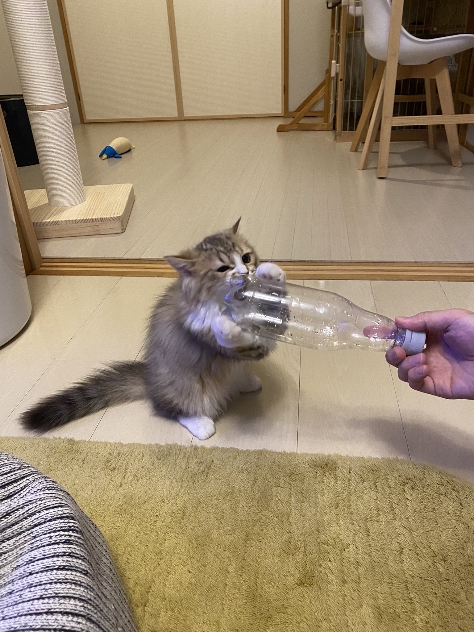 キレる猫 Twitter Search Twitter