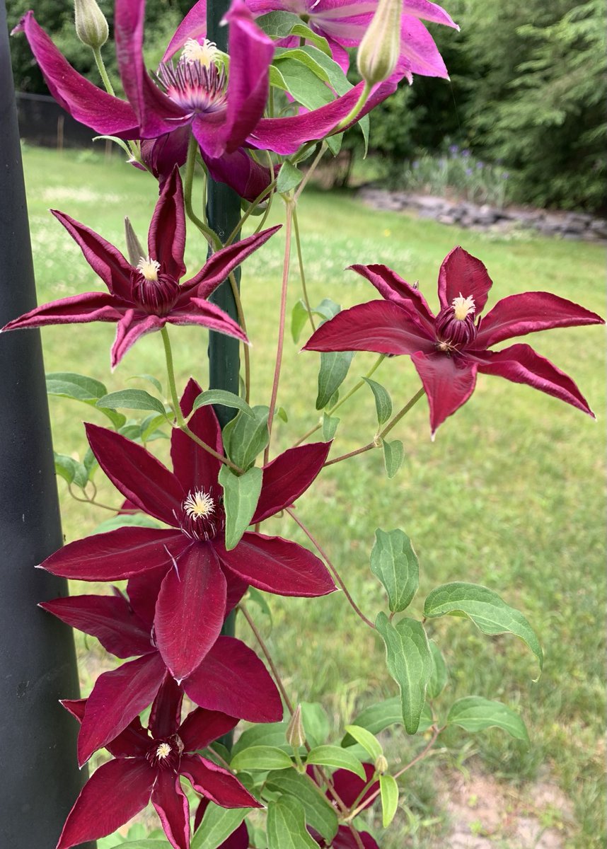 Rachel Kaletsky tweet media