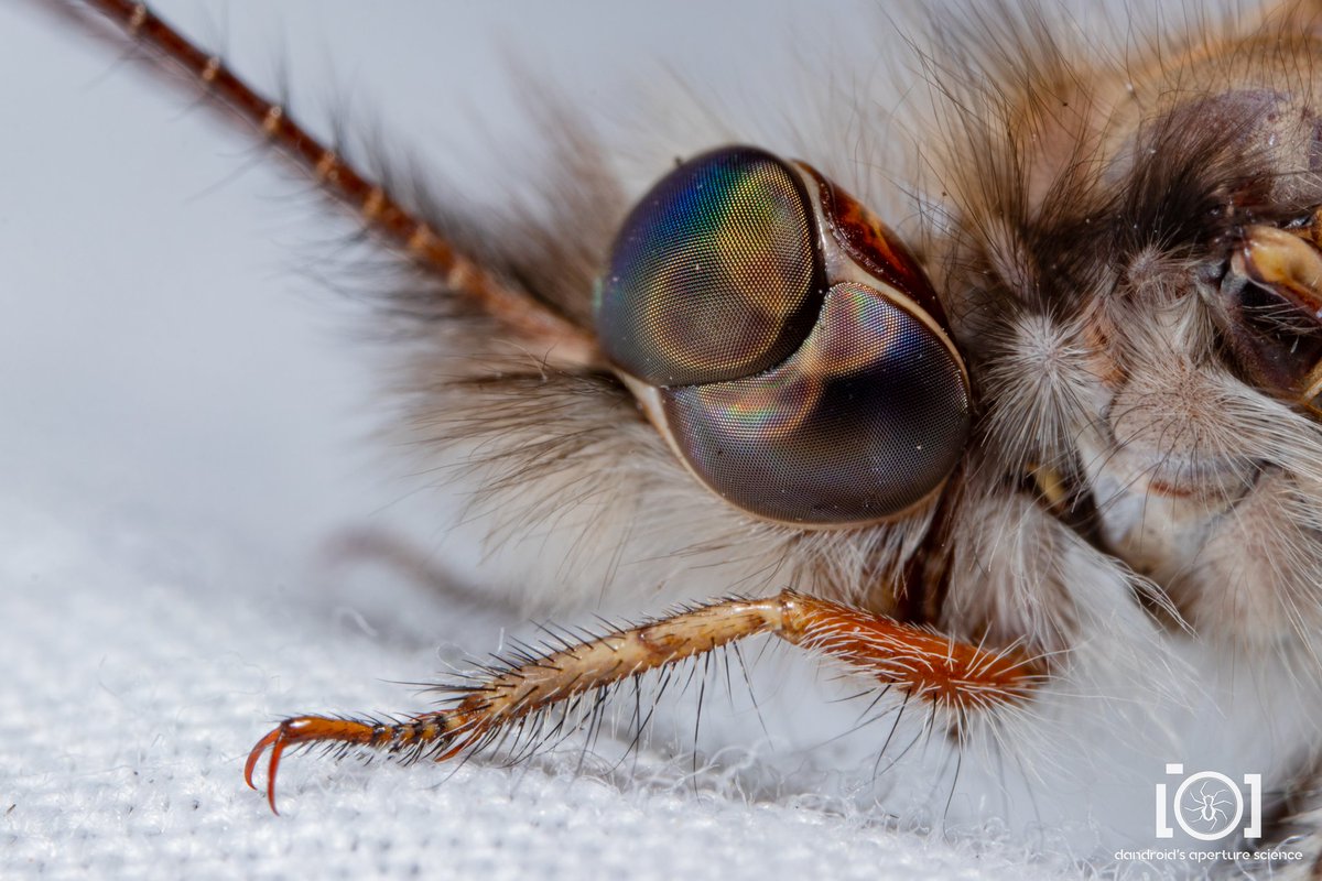 apsciencebydan's tweet photo. A friend was in town last night and wanted to set up a black light sheet at my favorite trail, and we found things. Here we have split-eyed owlflies! 😍 https://t.co/SGXW78ZUTj