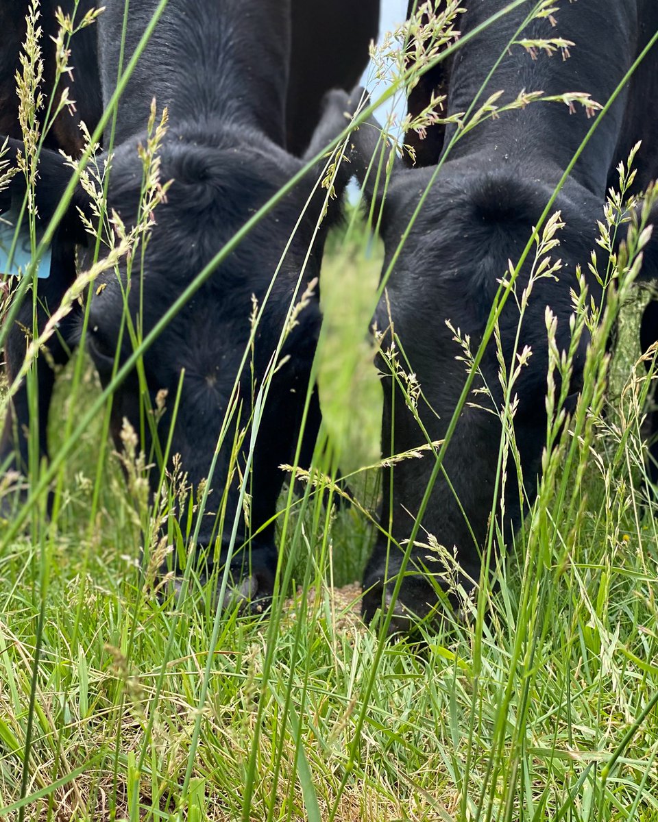 ladylivestockco's tweet photo. Happy first day of summer! We hope the grass is green where you’re standing. 🌾 https://t.co/H6Fb7Rn2tO