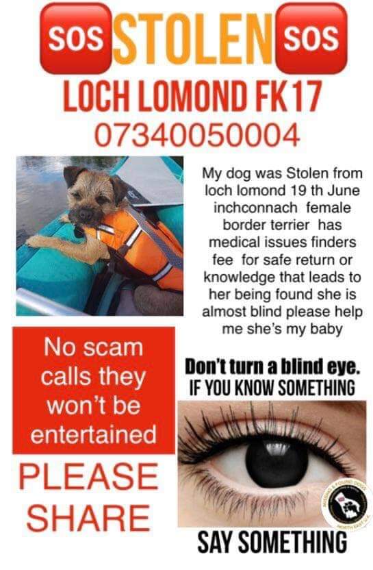 BTHenryHH1's tweet image. Stolen dog Loch Lomond.  Contact information. Please RT.