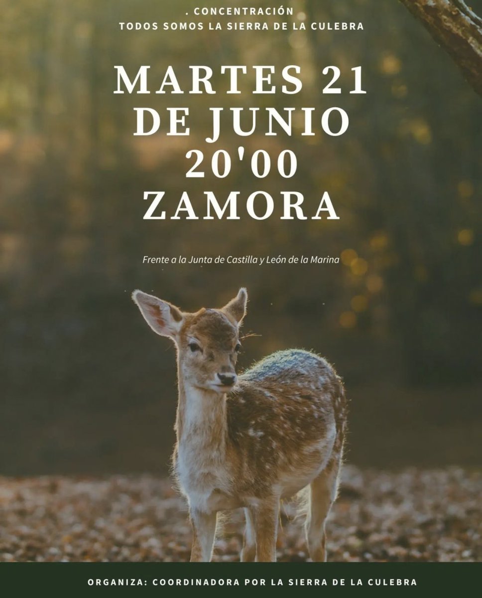 alberto_vega96's tweet photo. Es muy fuerte que se hayan quemado 31 mil hectáreas (incendio más grande del siglo) y no se haya hecho eco más allá de los zamoranos... Estamos acostumbrados a ser los olvidados, pero lo que ha sucedido…no hay palabras y tampoco consuelo. https://t.co/qLjmo6Svpy