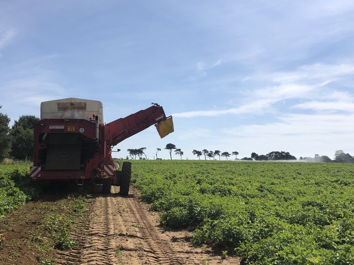 Maris Piper potato harvest begins today under big blue Suffolk skies ⁦<a href="/3musketeersltd/">Three Musketeers</a>⁩ ⁦<a href="/SuffolkProduce/">Suffolk Produce</a>⁩ #harvest #potatoes #suffolk