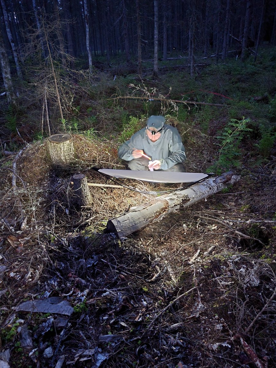 RaisaMakipaa's tweet photo. We are studying effects of harvest practices (clear cutting vs selection harvesting) on spider community structure. Some night time sampling was a part of the sampling campaign. #biodiversity #forest #continuousCoverForestry #clearcutting #spider @stnSOMPA @LukeFinlandInt https://t.co/gTJODaIBMc
