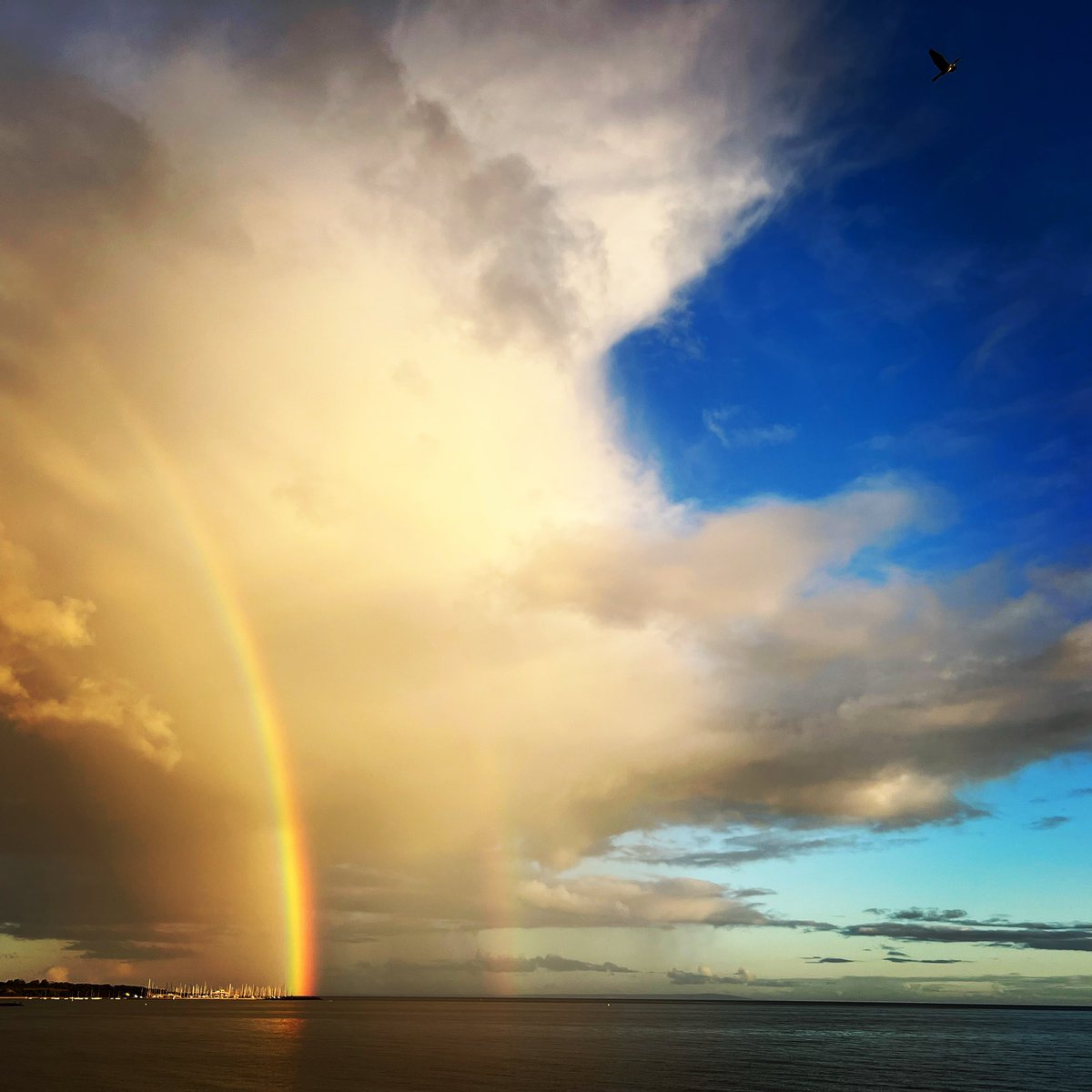 realmorellis's tweet photo. Pass the rainbow 🌈🌈 from Melbourne 😍😍 good luck today @doodles @poopie @evankeast @burnttoast @jholguin #Doodles #NFTNYC https://t.co/cvrpIBjTEQ