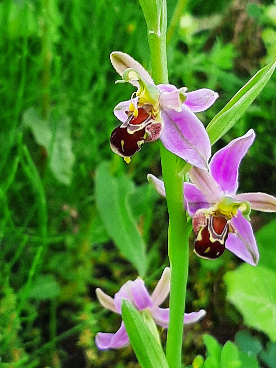 ecoloog079 tweet media