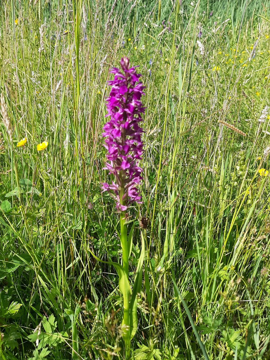 ecoloog079 tweet media