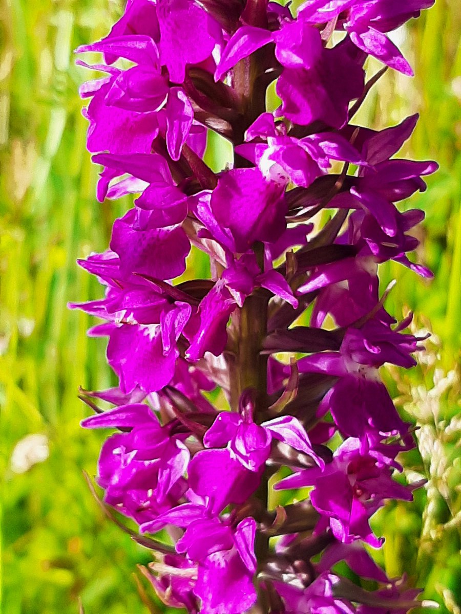 ecoloog079 tweet media