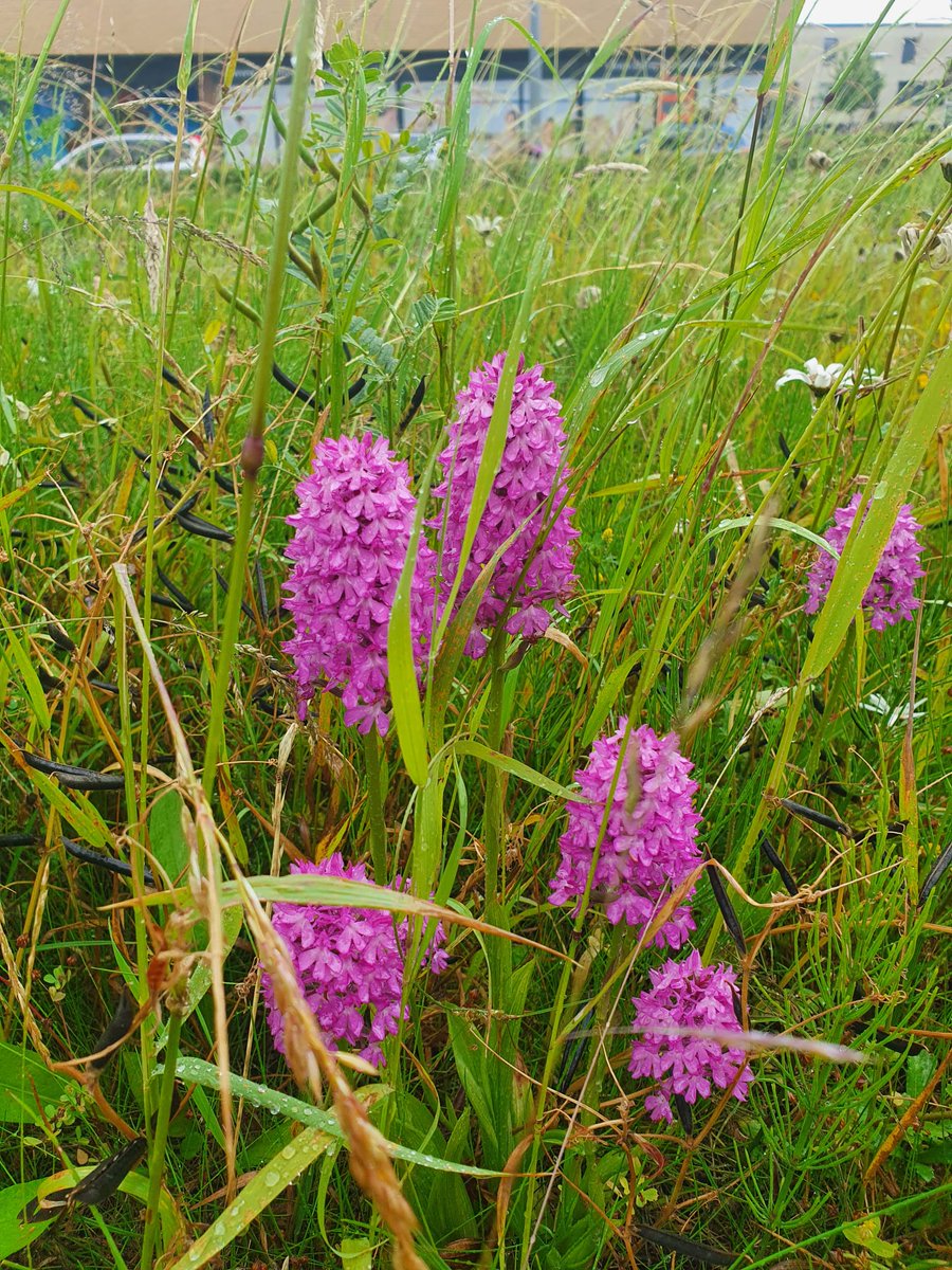 ecoloog079 tweet media