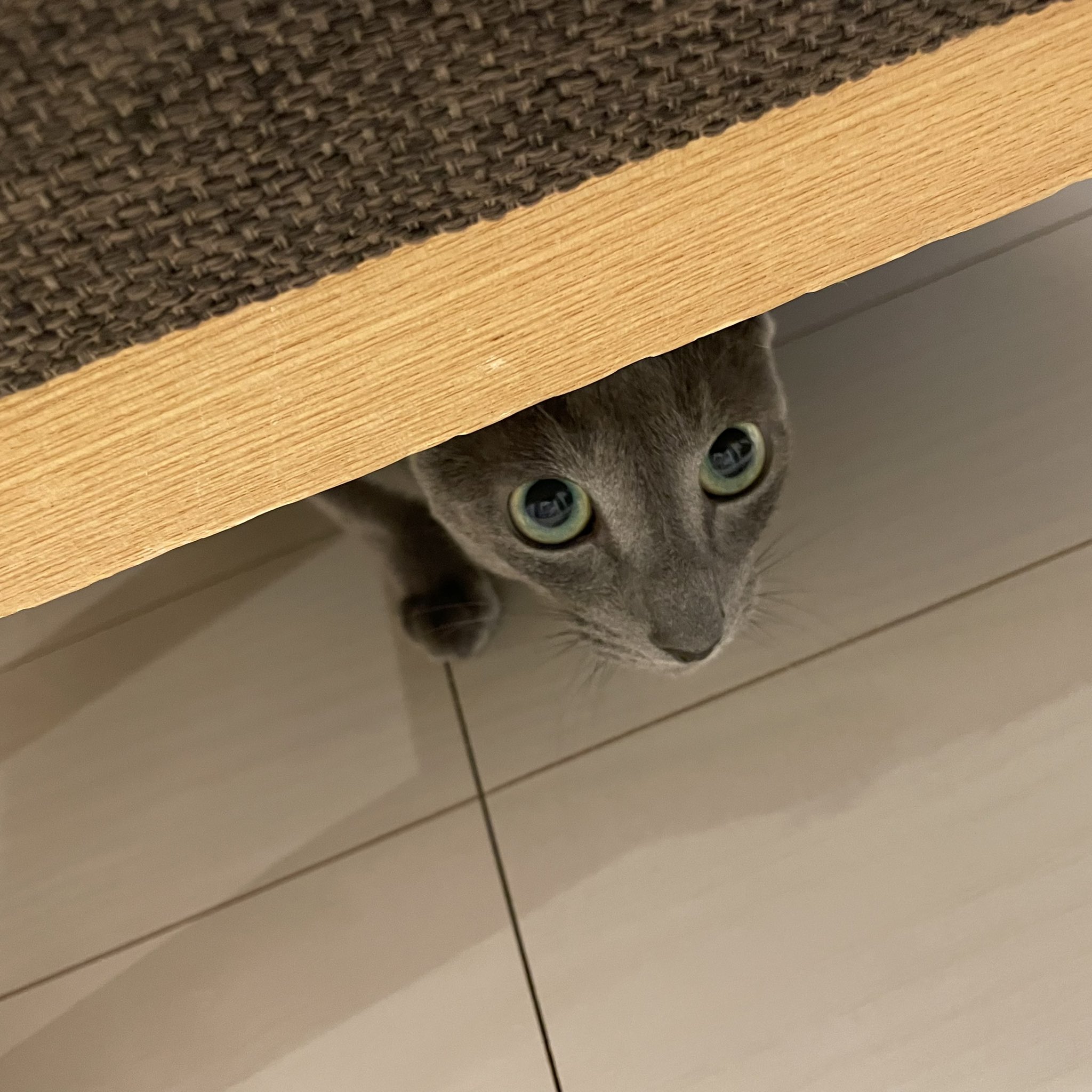 きき 子供が赤ちゃんで泣いてる時の動画みたら 普段聞かない声を聞いてめちゃめちゃびびってる ロシアンブルー ビビり 猫 猫好きさんと繋がりたい 猫のいる暮らし T Co Epjxwm7du7 Twitter