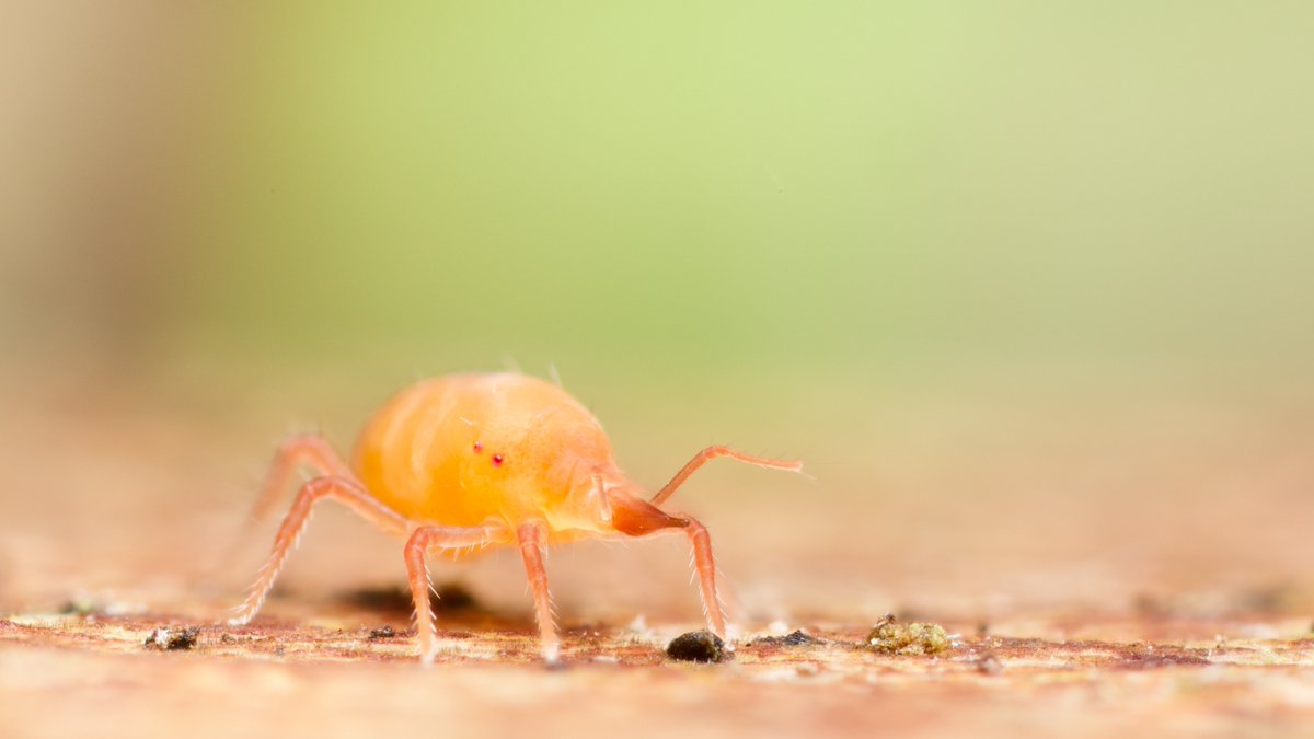 Hello everyone. I'm back. Happy summer solstice. This is a photo from a couple of days ago- a Bdellidae mite, from Avalon marshes near to where I live. #mite #soilanimal chaosofdelight.org