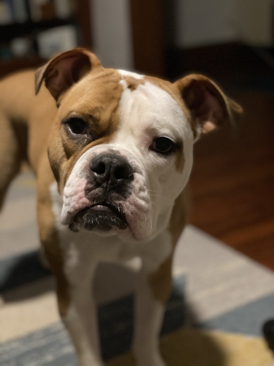 DanksterTTV's tweet photo. Happy 4th birthday to my favorite beef pup, Penny Lane.  #Bulldogs #Muscledog #doggo https://t.co/hoh47NsLeT