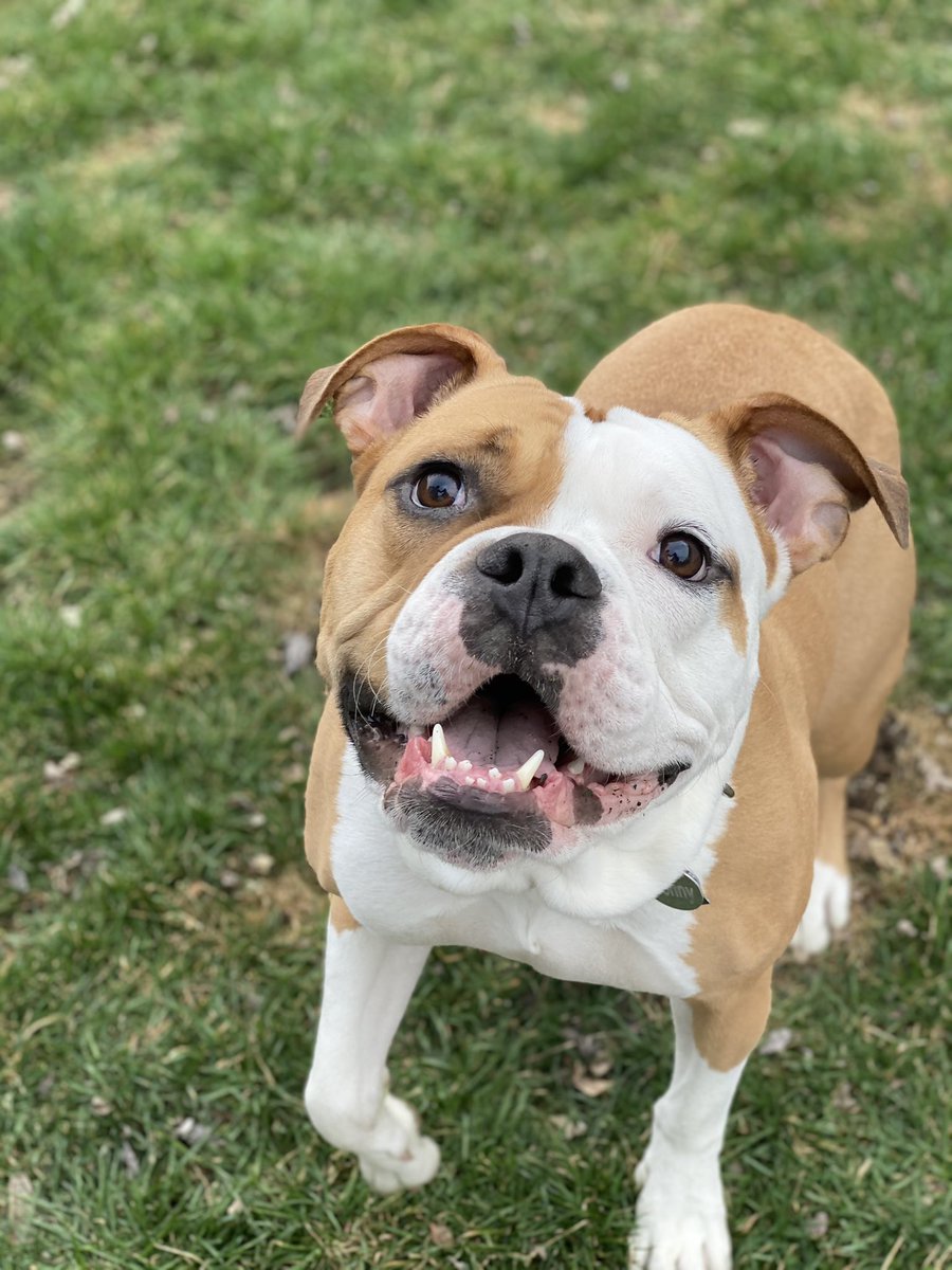 DanksterTTV's tweet photo. Happy 4th birthday to my favorite beef pup, Penny Lane.  #Bulldogs #Muscledog #doggo https://t.co/hoh47NsLeT