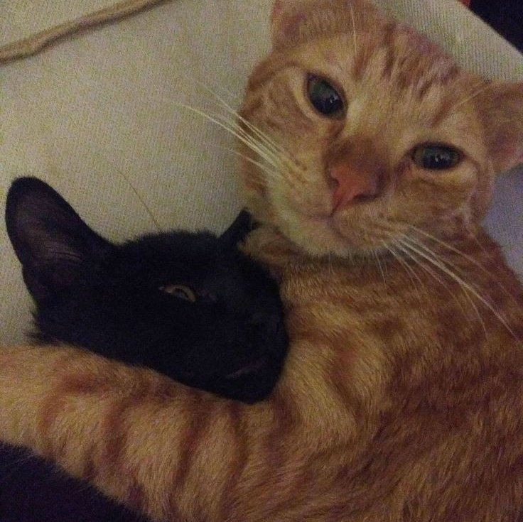 ً (@taebincats) on Twitter photo 