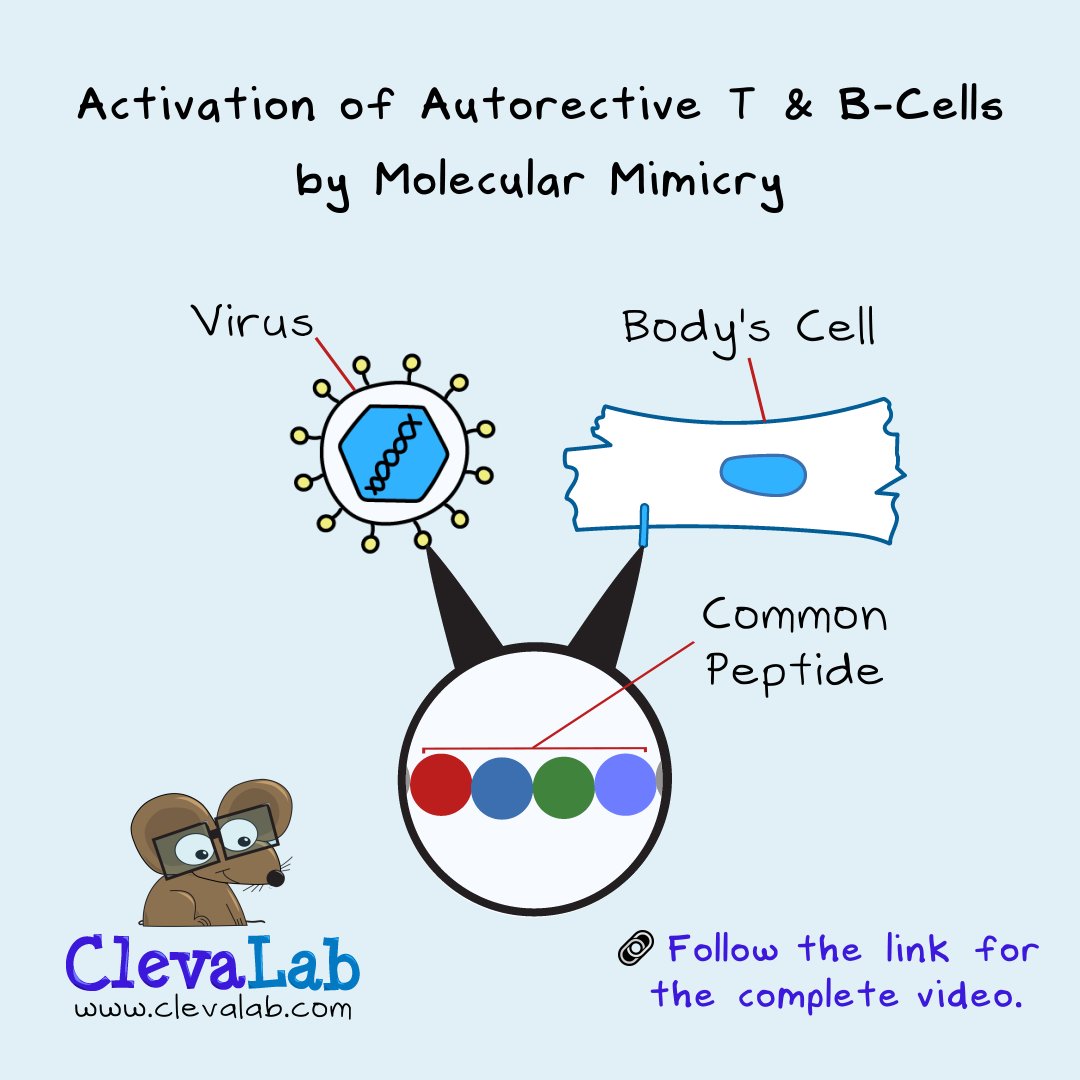 _ClevaLab's tweet photo. Molecular mimicry is when a viral or bacterial peptide is like a self-peptide. These shared peptides can activate self-B and T-cells to attack the virus and normal cells.β
β
For the complete video, follow the link. π https://t.co/uRgjXdrIRU
#ClevaLab #autoimmune #biology #bio https://t.co/adfNJD6ItX