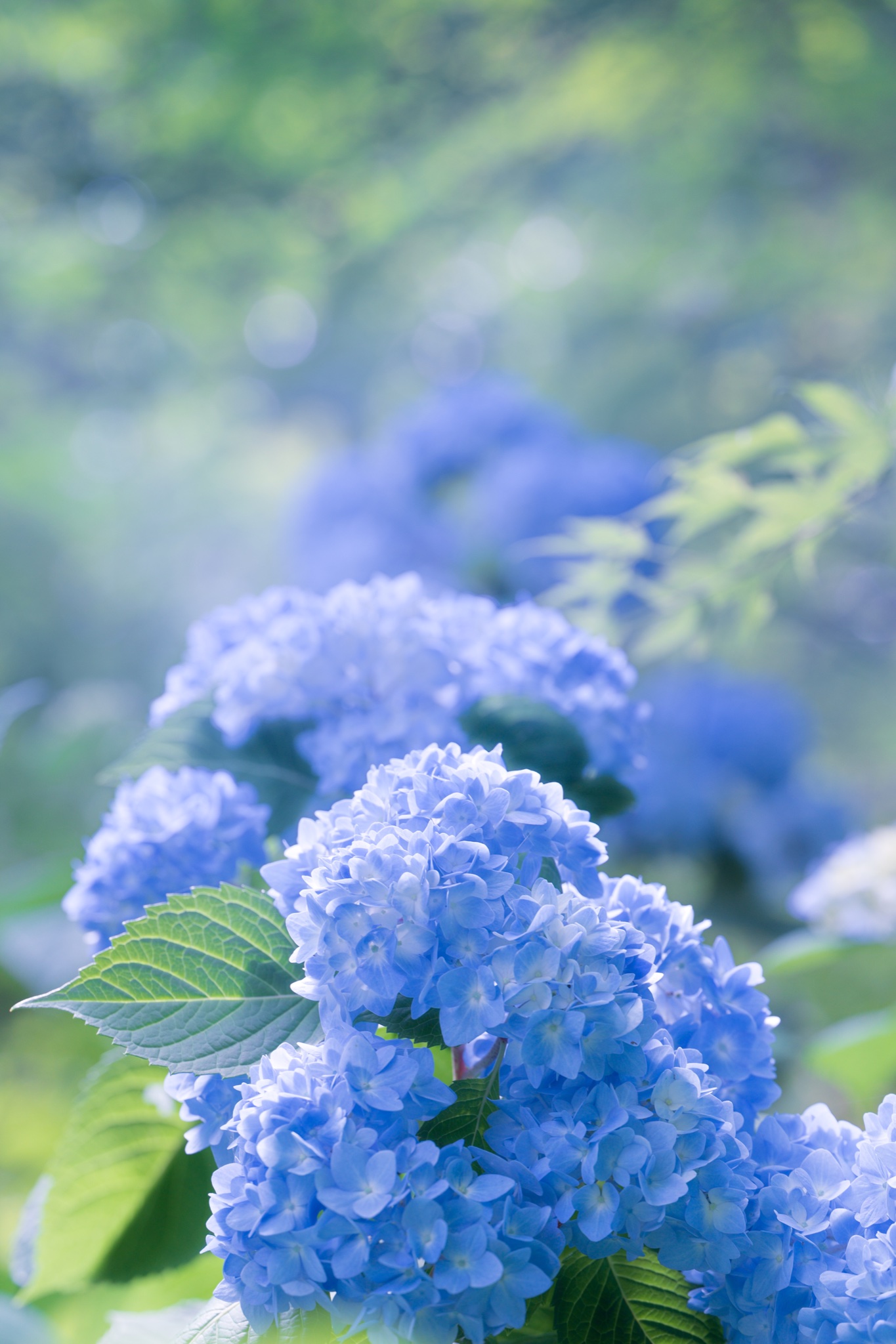 紫陽花２０２２ Twitter Search Twitter