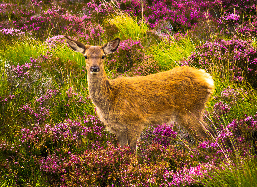 BritishDeerSoc's tweet photo. We have just released the next dates for our DSC1 training! We have new courses available for September - November.
Make sure you don't miss out!
Book now: https://t.co/fXFlu1v4jJ
#trainingtuesday #dsc1 #wildlife #nature #stalking #deerstalking https://t.co/k4snNENKTN