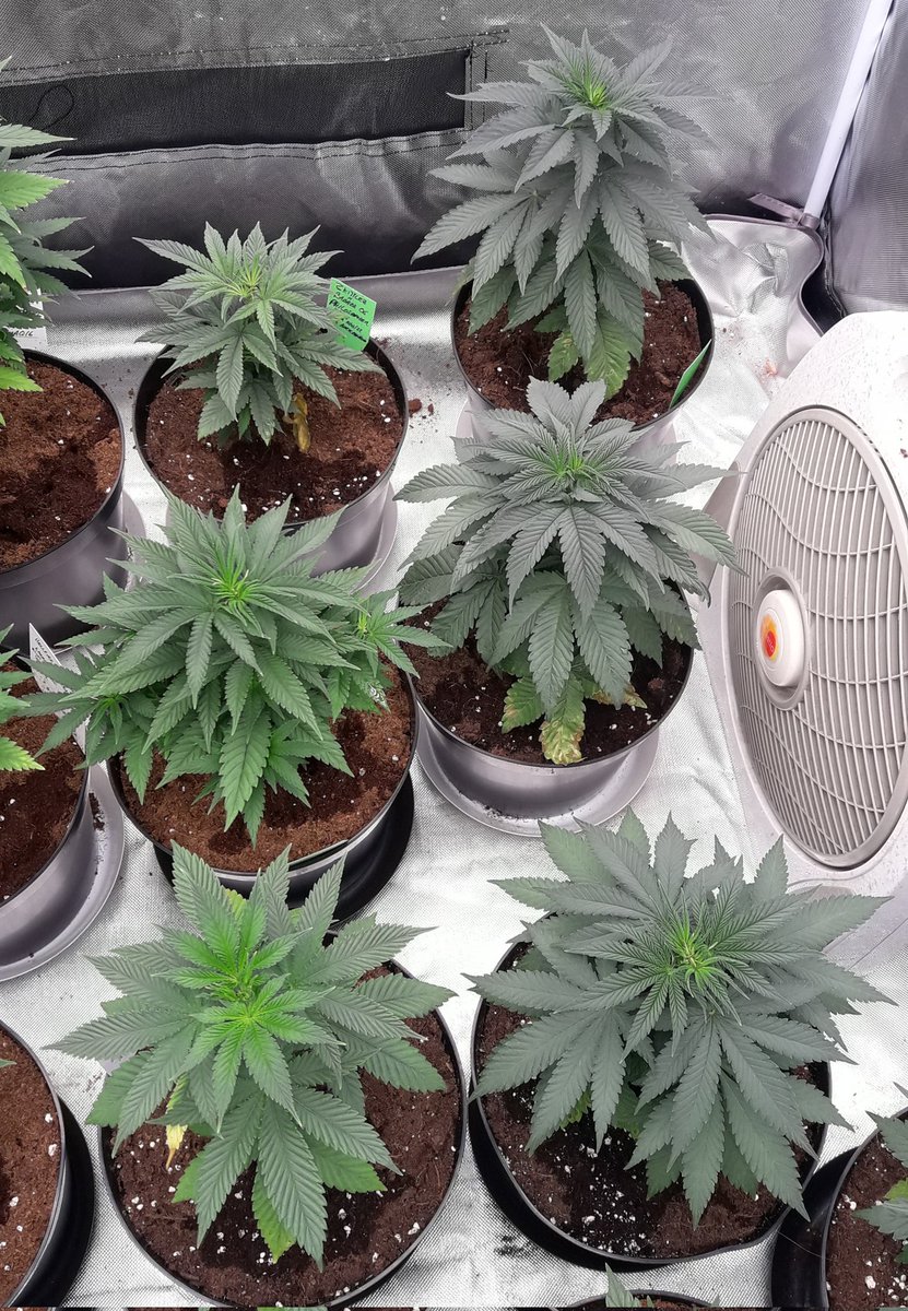 AdrycManellson's tweet photo. Mi #ThePureLed480Pro @ThePureFactory_ by @DPlantasur se apagó en #AdrycsCove, más mirad cómo lucían las #MimosaDream @Kannabia_Samen de mi Hada @INMAQ16 en #Conserva con mis #LemonOgCandy y #ZkitlledXBadazzOG @PhiloSeeds junto a #Gorila y #WeedingCheeseCake @BuddhaSeeds 😍🧚♂️😎 https://t.co/1ImHqoHZEb