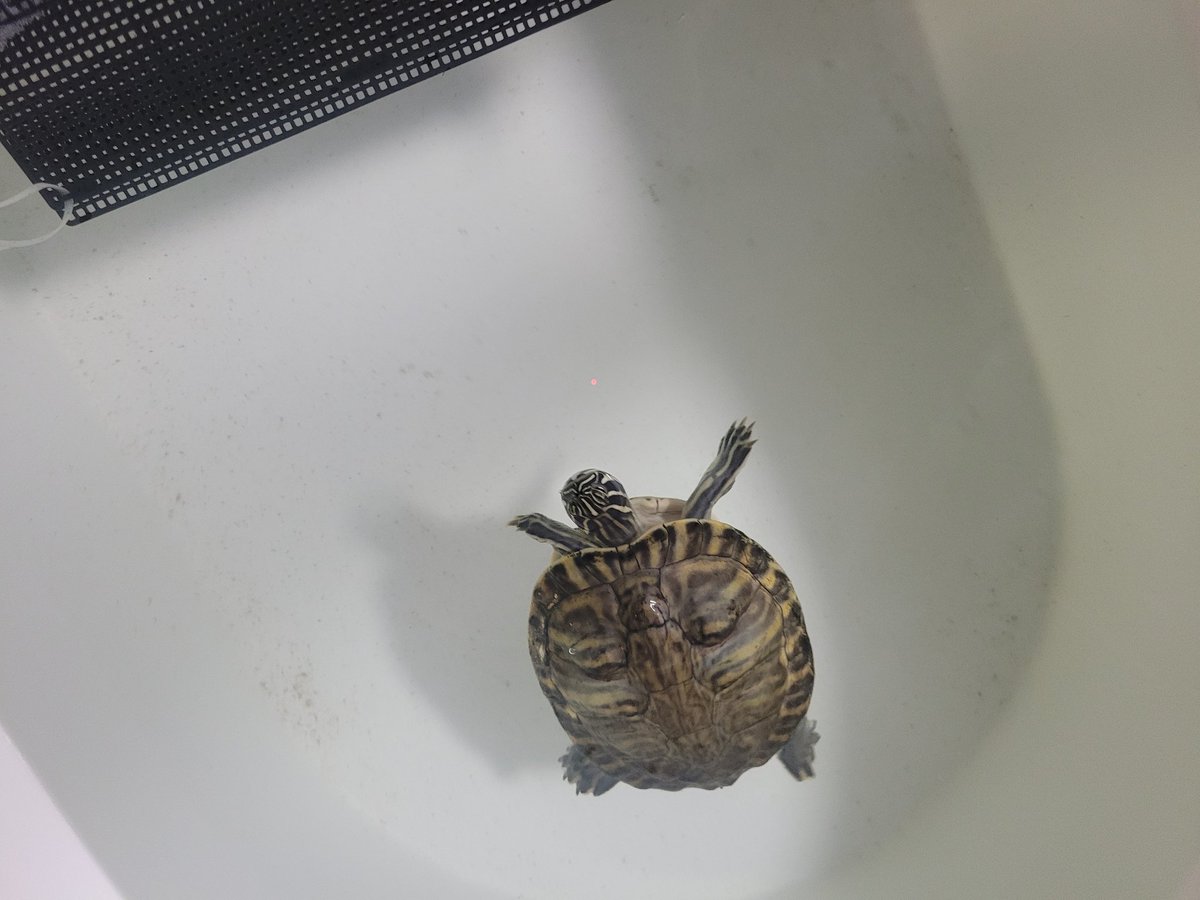 짱귀욤 거북이 사진 3장