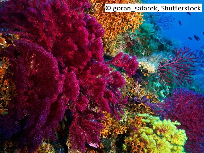 iAtlanticEU (@iatlanticeu) on Twitter photo How will future #environmental #change affect #coldwater #corals? Analysing ancient evidence of #climate #change in marine sediments helps us understand! Take a few moments to read the latest <a href="/CORDIS_EU/">EU Research Results</a> article on these <a href="/iAtlanticEU/">iAtlanticEU</a> & <a href="/eu_atlas/">Eu_ATLAS</a> findings: bit.ly/39IINZR How will future #environmental #change affect #coldwater #corals? Analysing ancient evidence of #climate #change in marine sediments helps us understand! Take a few moments to read the latest <a href="/CORDIS_EU/">EU Research Results</a> article on these <a href="/iAtlanticEU/">iAtlanticEU</a> & <a href="/eu_atlas/">Eu_ATLAS</a> findings: bit.ly/39IINZR