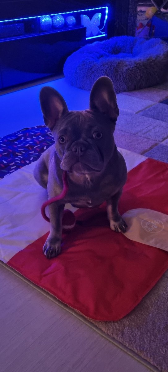 MikeRalph's tweet image. It's my string and you ain't having it!!! #frenchbulldog #dogsoftwitter #Frenchie