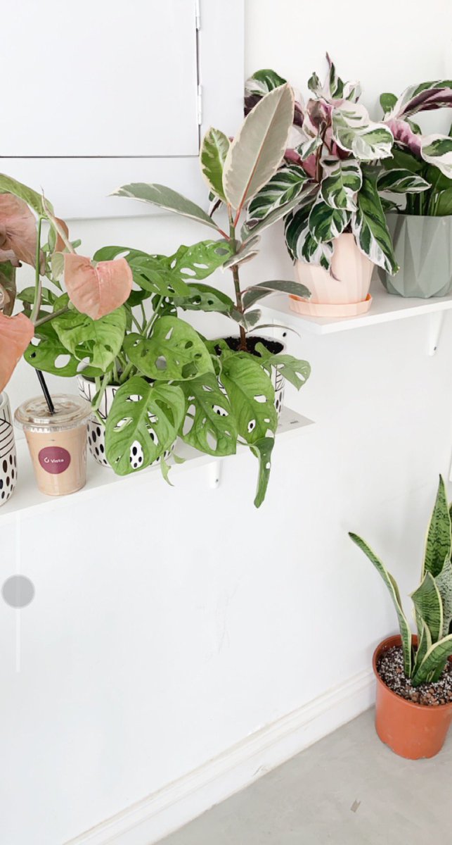 ur_mebu's tweet photo. كل الأوقات المبهجّه بدايتها
كوب قهوة و وَرد وأغنية ☕🕊. https://t.co/x2h2vZH54H