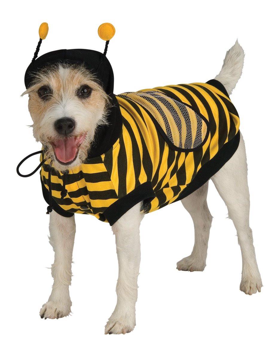 PartyBellStore's tweet photo. Buzz Buzz! 
There's nothing cuter than watching your furball running around in this Bumble Bee Pet Costume.
Buy it for $13.83 from here- https://t.co/oHau1CKHvP
#partybell #petcostume #costume #dogcostumes #catcostume #cutedress #petcosplay #bumblebee #bumblebeecostume https://t.co/65be4cjKoO