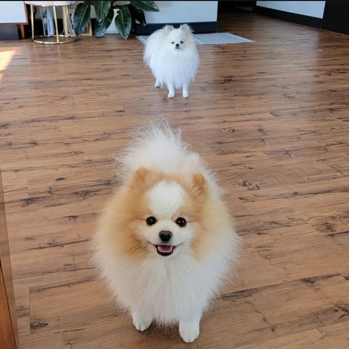 ͏͏͏͏͏͏                       
  
͏͏͏͏͏͏͏͏͏͏͏͏                       
     hi, tl. meet my boys
     yuki and prince. 🐾
͏͏͏͏͏͏͏͏͏͏͏͏