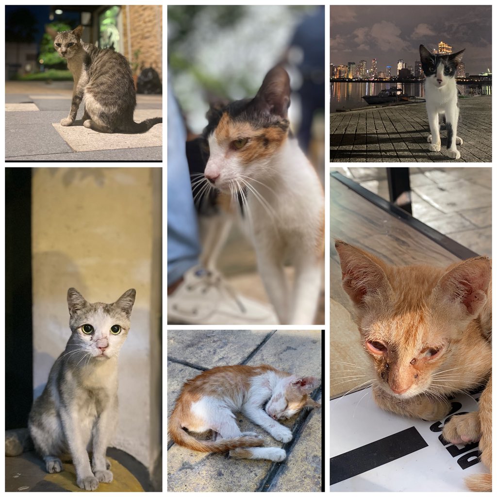 crazypets_NFT's tweet photo. @stoemanangels Crazy Pets Collection Mint now!!
And help this cats be feed, feel love,  be save #nftHelp #nftsaved #nftforacause #nft #NFTCommunity #NFTs

https://t.co/sv7YeUQEMu https://t.co/rigwry78r1