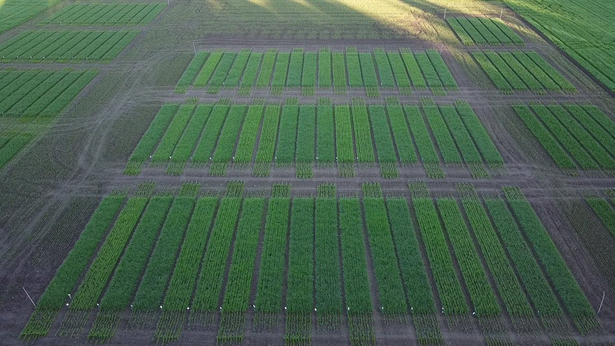 liespuu's tweet photo. Fertilizer #OF #OMF performance testing trial. Clear differences between the testing products. #BBCH31 #regenerative_agriculture #organic_farming #YaraSuna #YaraKotkaniemi #Finland https://t.co/0zIetIXb01