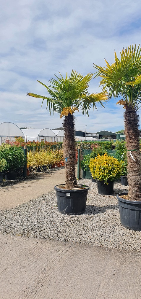 Grasslands Nursery tweet media