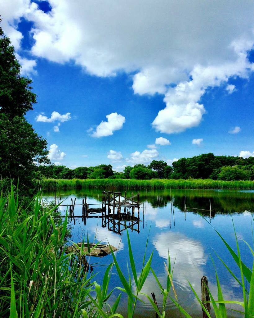 takuji_ichikawa's tweet image. #pondphotography #pondreflection