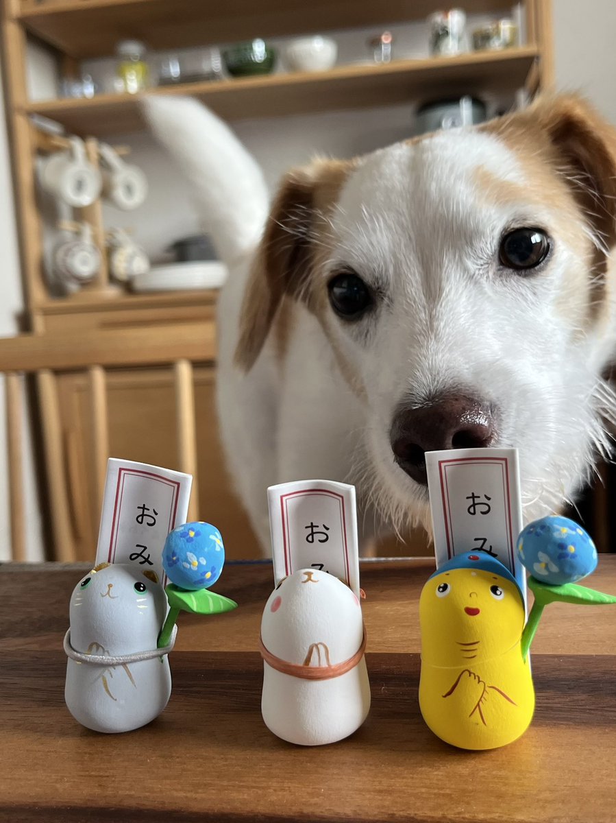 #浄土寺歓喜院 のおみくじ付き人形がかわいすぎてくんくんしちゃう犬さん🐾
#犬好きさんと繋がりたい
#犬好きな人とつながりたい
#雑種犬 #元保護犬