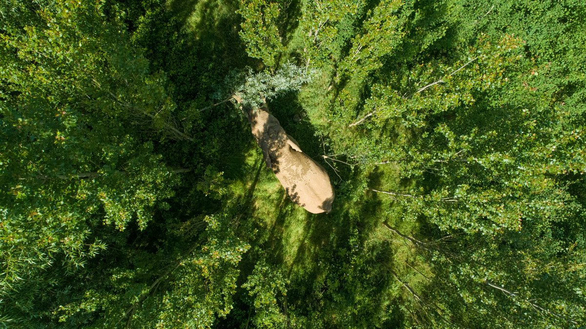 BIAZA (@biaza) on Twitter photo 🐘 After a decade of planning, <a href="/Noahs_Ark_Zoo/">Noah's Ark Zoo Farm</a> opened a 5,000 sqm home-grown willow plantation for African #elephants Shaka & Janu. It's the first of its kind in the UK.
Read more➡️ biaza.org.uk/news/detail/a-…
📷 #NoahsArkZooFarm 🐘 After a decade of planning, <a href="/Noahs_Ark_Zoo/">Noah's Ark Zoo Farm</a> opened a 5,000 sqm home-grown willow plantation for African #elephants Shaka & Janu. It's the first of its kind in the UK.
Read more➡️ biaza.org.uk/news/detail/a-…
📷 #NoahsArkZooFarm