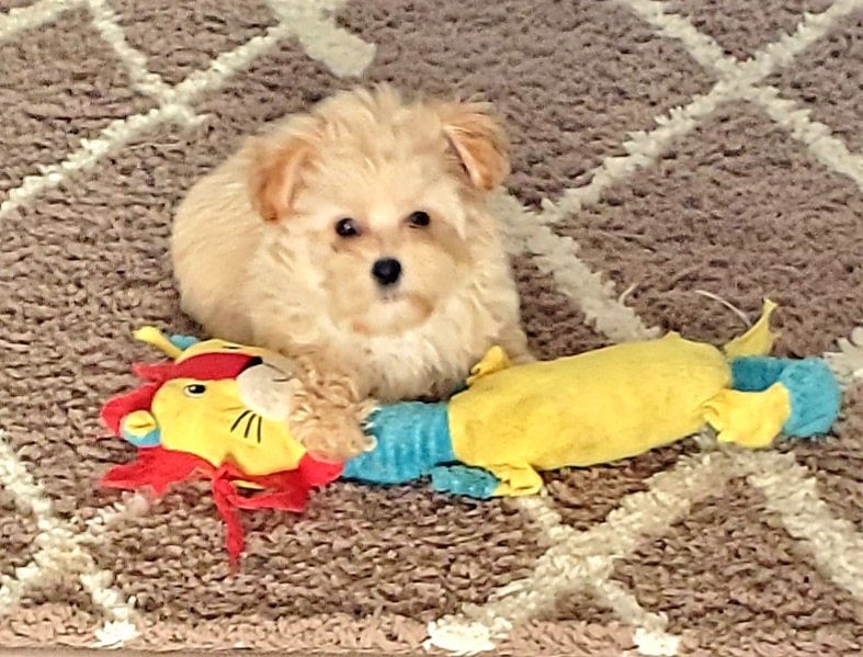 offhookonplate's tweet photo. I have another  little  girl  maltipoo  we named her Ginger https://t.co/MtBkDI3WXp